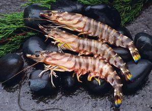 养殖对虾爆料视频教程图片,视频教程与图片解析